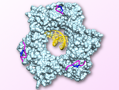 Blocking Protein Interactions to Slow Cancer Growth