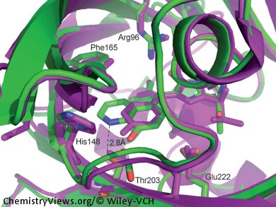 New Unnatural Amino Acid for Protein Engineering