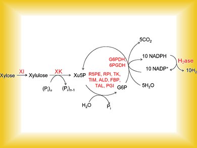 Get to Work, Enzymes!