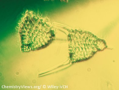 Lactimidomycin – No Effect on Cell Motility but Still Cytotoxic