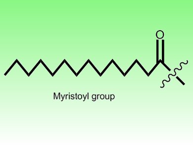 Acetyl or Myristoyl: That is the Question