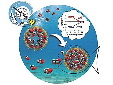 First Stepwise Observation of Hydrophobic Self-Assembly