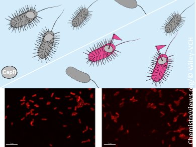 New Method for Imaging Bacterial Communication