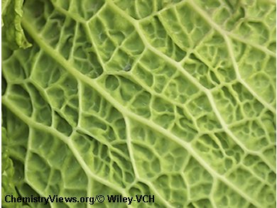 Cabbages’ Chemistry Influenced by the Clock