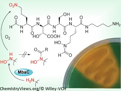 Malleobactin Structure Elucidated