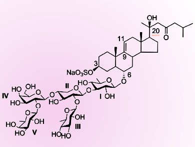 Synthesis of the Pentasaccharide Moiety of Thornasterside A