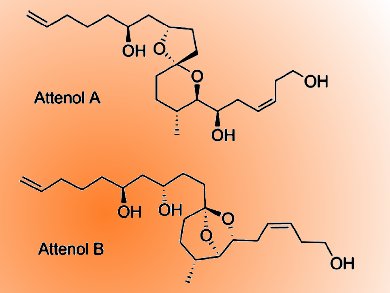 Stereoselective Total Synthesis of Attenols A and B