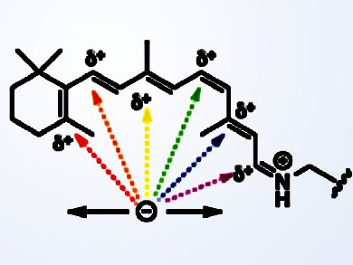 Studying Color Vision