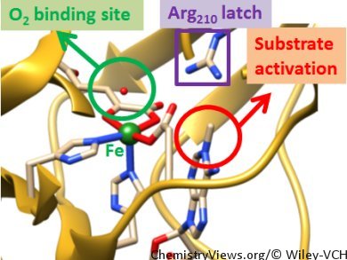 Understanding the Mechanism of DNA Repair