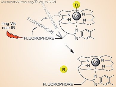 Photoinduced Control of Bioactive Species