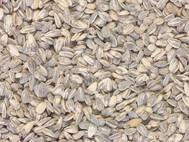 Better Sunflower Seeds with Oregano Essential Oils