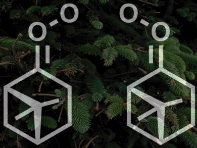 Conifer Scent Influences Climate