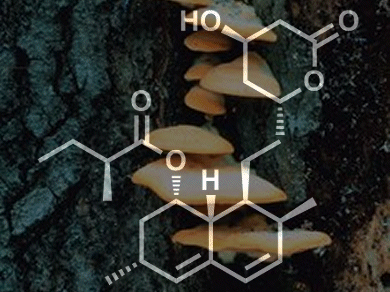 Fungal Morphology Matters