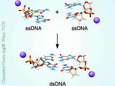 Structure and Stability of B-DNA