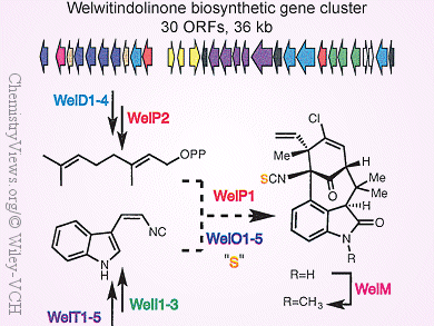 On the Origin of Alkaloids