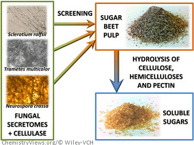 Fungi Turn Waste Into Wealth