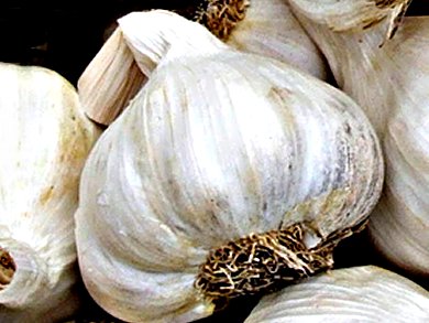Sprouted Garlic? Not for the Bin!