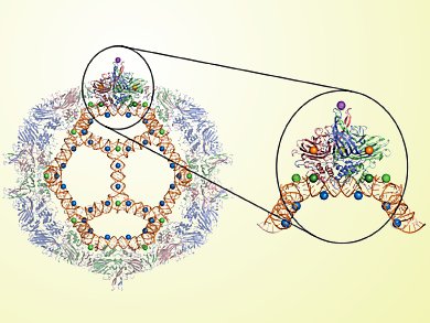 Symmetry of Viruses and Fullerenes