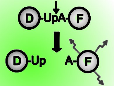 DNA Encapsulated Enzymes