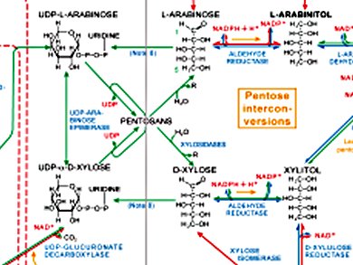 Online Access to Biochemical Pathways