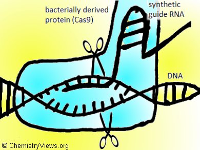 New Genome Editing Tool for CHO Cells