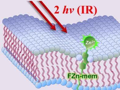 Zinc Probe for Cell Membranes