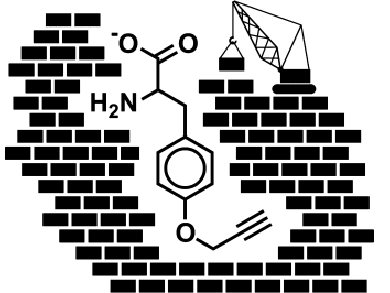 Reprogramming Nonribosomal Peptide Synthetases for "Clickable" Amino Acids