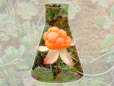Cloudberries From the Lab