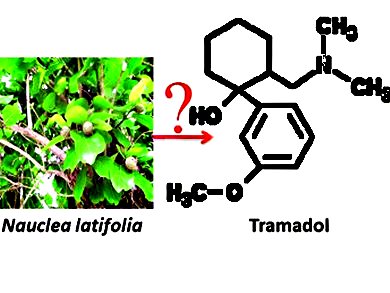 Tramadol – Synthetic or Natural?