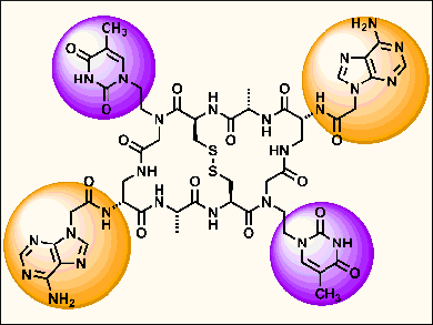 DNA-Binding Cyclopeptides