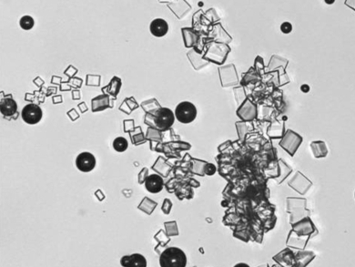 Caffeine and the Crystallization Behavior of Sugar