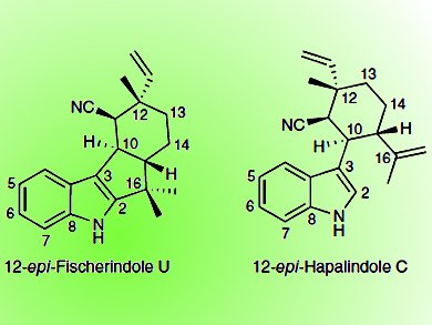 New Class of Halogenases