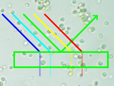 Far-red Light Beneficial for Algae Growth