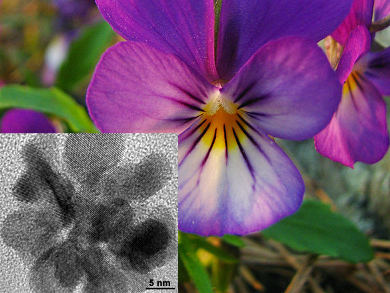 Additive-free Nanoflowers