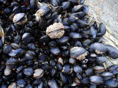 New Waterproof Adhesives from Mussels