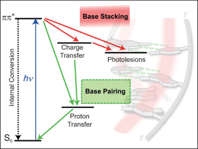 Excited-State Dynamics of Natural DNA