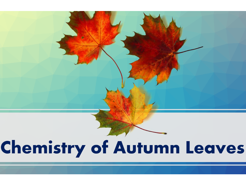 Chemistry of Autumn Leaves