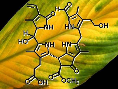 Chemistry and Autumn Colors