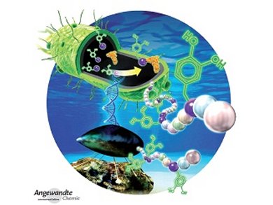 Angewandte Chemie 49/2014: Functional Products