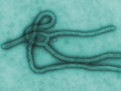Human Trial of Ebola Vaccine Candidate