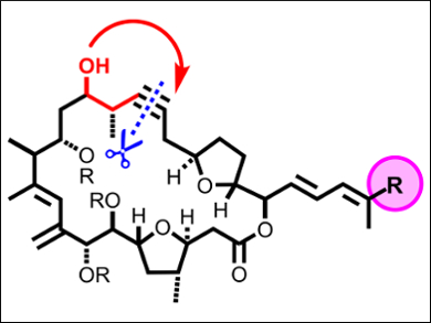 Concise Total Synthesis of Amphidinolides