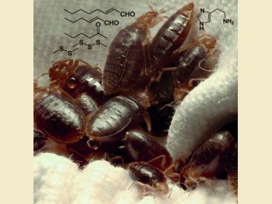 Intercept Signals for Bed Bug Gathering