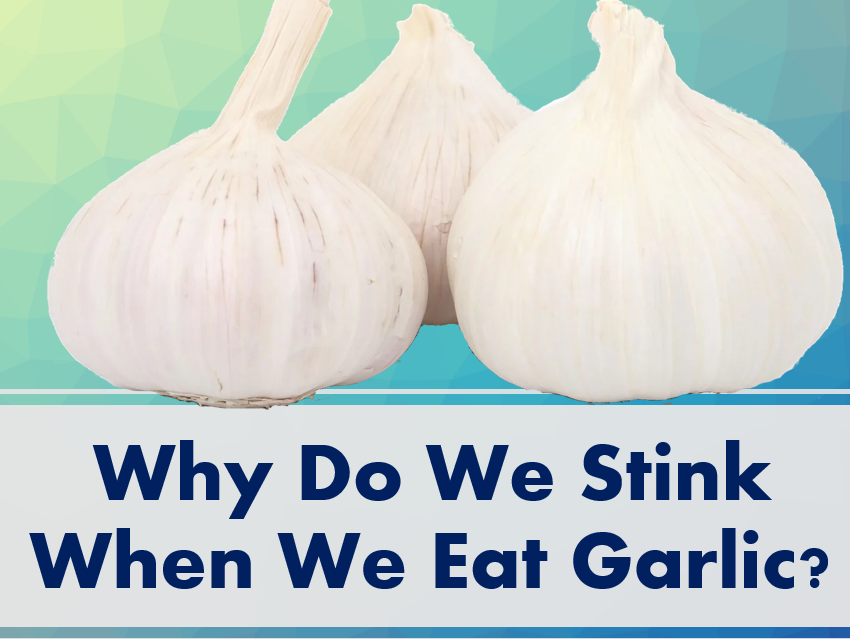 Why Do We Stink When We Eat Garlic?