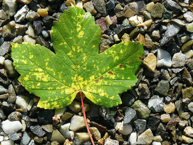 Determine Plant Health with Google Glass