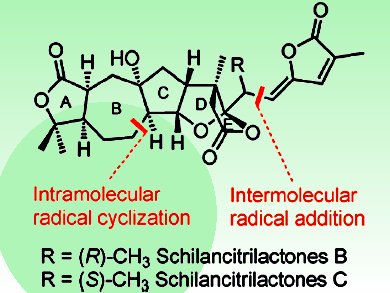 Total Synthesis of Schilancitrilactones B and C