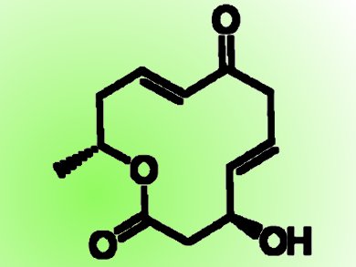 Unified Synthetic Strategy for Dendrodolides