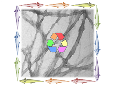 Enzyme Scaffolds from Fish Eye Lenses