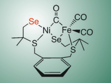 Hydrogenases Get Se-rious