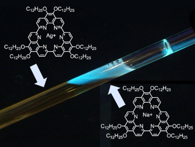 Toroidal Macrocycles with Varying Guests