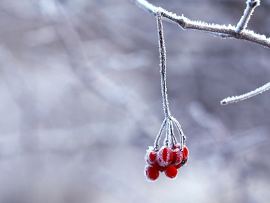 Protecting Cells from Freezing